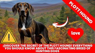 Plott Hound Dog Breed Information [upl. by Sclater]