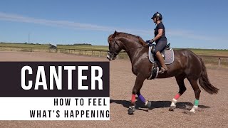 Cantering A Horse  How He Moves And What You Feel [upl. by Tasiana]