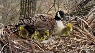 Gniazdo bielika amerykańskiego Decorah Iowa Exploreorg mama i jej małe gąski 🐥🐥🐥🐥🐥 🥚  2022 04 28 [upl. by Burnside]