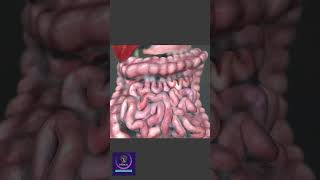 Peristalsis in Large Intestine shorts animation [upl. by Tadeas]