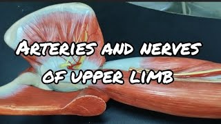 ARTERIES AND NERVES OF UPPER LIMB  Gross Anatomy [upl. by Yecart]