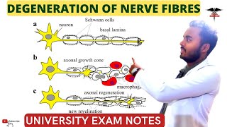 Degeneration of nerve fibres  Nerve injury  Wallerian degeneration CNS Physiology [upl. by Naelopan728]