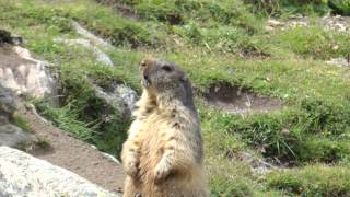 Marmotte [upl. by Hsetim]