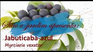 Jabuticabaazul Myrciaria vexator  parte I [upl. by Ihc]