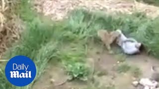 Leopard goes BEZERK and mauls people in an Indian village [upl. by Agretha]