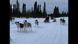 Dog Sledding With The Family NORTHERN LIGHTS DOG SLEDDING [upl. by Jaala650]