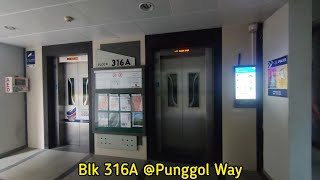 Blk 316A Punggol  2016 Sigma Elevator Lift A [upl. by Soirtemed]