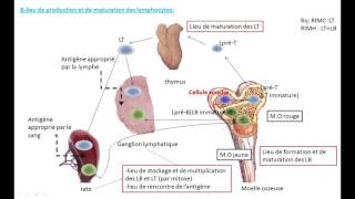 immunité les acteurs de limmunité spécifique organes lymphoïdes formation des LT et LB [upl. by Senzer888]