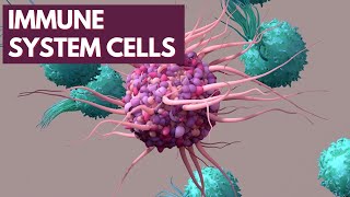 Immunology Lecture 2  Cells of the Immune System [upl. by Rehpotsirc346]