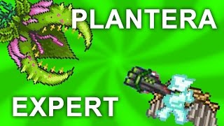 Plantera EXPERT Mode Guide How to Kill Plantera [upl. by Norihs]