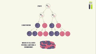 Mosaicisms  Part 3  Mosaicism of the X Chromosome X Inactivation [upl. by Harrod]