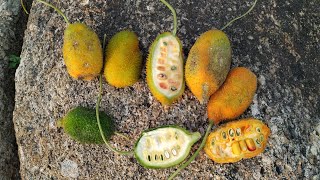 Tasting raw Teasle Gourd or Kakrol Momordica dioica [upl. by Buddy595]