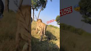 Lion roaring next to our vehicle 🚗 lion shorts [upl. by Swihart]