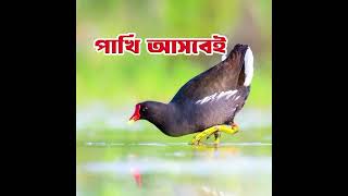 ডুংকোর পাখির ডাক  ডুংখোর পাখির স্পেশাল ডাক  Common Moorhen bird call Mp3 sound [upl. by Ara]