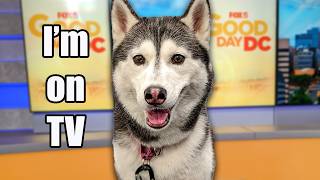 My Husky Makes Headlines On The News [upl. by Anselme]