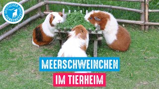 Meerschweinchen im Tierheim [upl. by Ethben13]