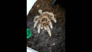 Feeding Lasiodora striatipes adult female [upl. by Kaitlynn331]