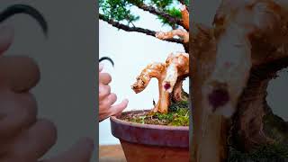 MY BONSAI TREE diybonsai bonsaitree bonsaiideas indoorplants tree bonsaistyling [upl. by Miguelita]