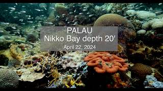 Palau Reef Scene Nikko Bay April 22 2024 [upl. by Kerad707]