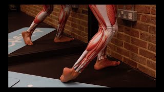 Peroneus Fibularis Tertius LEG Stretch for All standing – iStretch [upl. by Alanah392]