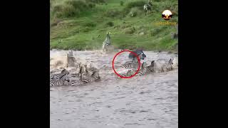 Zebra Loses Foot to Crocodile but Defies Death [upl. by Sidwell]