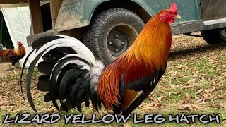 Beautiful Yellow Leg Hatch SLICK LIZARD Farm  Connor Adkins [upl. by Fitzger103]