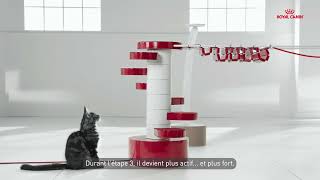 Croissance du chaton Maine Coon [upl. by Ixel]