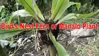 Bird’s Nest Fern  Manalo Plant [upl. by Steady]