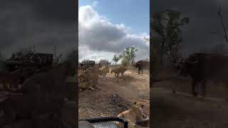 Some more MalaMala Madness 🤠The Kambula pride catch a buffalo then successfully fend off the herd [upl. by Durkee]