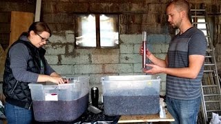 Making Red Wine from Grapes  Part 1 [upl. by Enajiram]