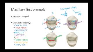 Dental Anatomy Premolars [upl. by Tamra466]