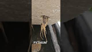 PYTHIUM [upl. by Erialcyram]