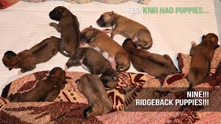 Rhodesian Ridgeback Puppies Week 1  Introduction [upl. by Ablem579]