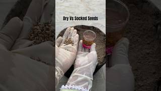 Grow soaked seeds of Spinach for faster result Terrace Garden  Winter Vegetables [upl. by Celinda]