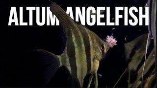 Altum Angelfish Care  How To Care For Altum Angelfish [upl. by Mcclain]