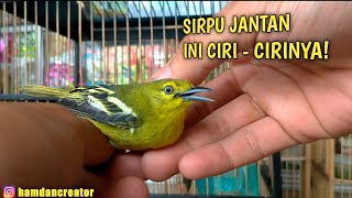 CIRI CIRI BURUNG SIRTU JANTAN DAN BETINA [upl. by Ataliah]