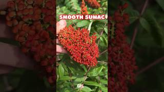 Smooth Sumac so pretty  Native Shrub North America shorts [upl. by Theobald463]