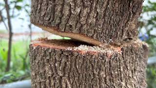 Felling a Camphor Tree in my backyard [upl. by Nanor809]