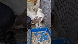 New pigeon Fentalpigeon fentybeauty kabutaar viralvideo trendingshorts [upl. by Candra]