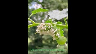 Hornworms eating my tomato plants [upl. by Trula23]