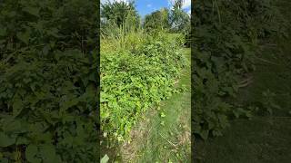 Transforming my wild garden pt1puertorico wildgarden [upl. by Liris]