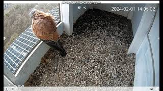 Konstancin Jeziorna PL  Male Kestrel on doorstep on landing departure  2024 02 01 14 05 [upl. by Iroak721]