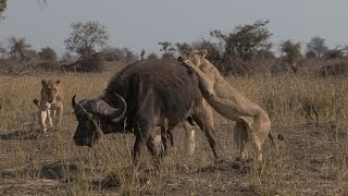 Lions vs Buffalo [upl. by Nerine]