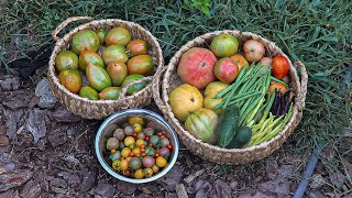 EARLY SEPTEMBER HARVEST WITH ME 🌻🍅  Connecticut Garden zone6b [upl. by Lohse348]