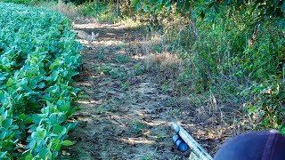 Shotgunning Summer Coyotes in the Corn and Beans [upl. by Leuams]