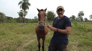 Jáquima o cabezada de cuerda para caballo de dos nudos muy fácil y sencilla de hacer [upl. by Burroughs]