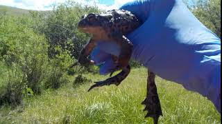 Western Toad vocalization [upl. by Nilats]