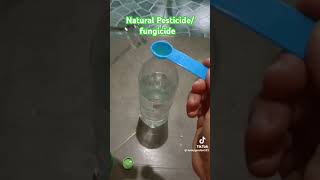 Homemade Natural pesticidefungicide entertainment fypシ゚viral nature gardening pestcontrol [upl. by Anaek]