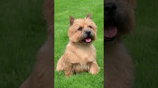 💙🐶Exploring the Norwich Terrier❤️🐾 Dog dogs Dogfacts Norwichterrier Norwichterriers [upl. by Rinna93]