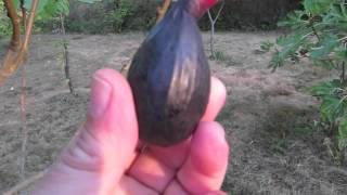 How to Tell When a Fig Is Ripe and Ready to Pick [upl. by Ahsekel]